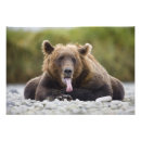 Sök efter katmai posters Djur