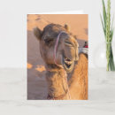 Sök efter rolig kamel kort Roligt