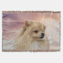 Sök efter pomeranian valp hem presenter Husdjur