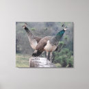 Sök efter grafiskt fotografi Natur