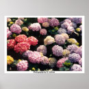 Sök efter vanlig hortensia posters Blommor