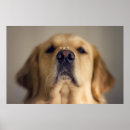 Sök efter behandla som ett konst Söt