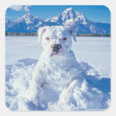 Sök efter snöhund Människor (allmänt)
