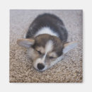 Sök efter corgi magneter Pembroke welsh corgi