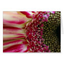 Sök efter gerbera Fotografi