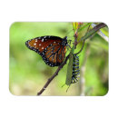 Sök efter monark magneter Natur