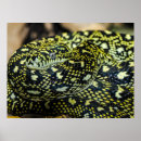 Sök efter boa konst Reptil