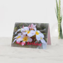 Sök efter rosa plumeria kort Frangipani