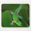 Sök efter grön gecko För alla