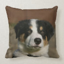 Sök efter vecka kuddar Gränscollie