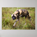 Sök efter image posters Hund