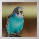 Sök efter budgie posters Budgerigar