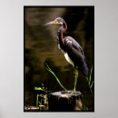 Sök efter birds andra Heron