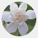 Sök efter gardin klistermärken Blommor