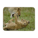 Sök efter lejon bebis hem presenter Masai mara