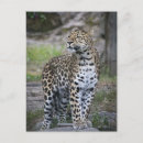 Sök efter borta vild Leopard