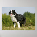 Sök efter flåsa posters Hund