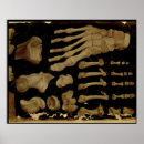 Sök efter anatomical posters 16th