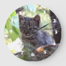 Sök efter katten tar tid på För henne