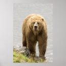 Sök efter brun björn posters Kodiak