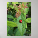 Sök efter ladybug posters Löv