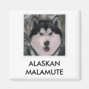 Sök efter alaskabo Hund