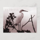 Sök efter underbar egret Florida