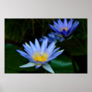 Sök efter lotusblommablomma posters Näckros
