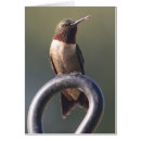 Sök efter nätt fågel Hummingbird