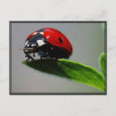 Sök efter ladybug fotografi Vilda djur