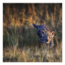 Sök efter leopard unge posters Afrika