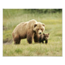 Sök efter grizzly posters Unge