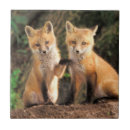 Sök efter röd räv Vulpes vulpes