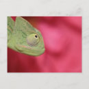 Sök efter reptilar vykort Natur
