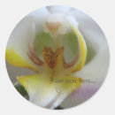 Sök efter phalaenopsis klistermärken Blommor