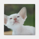 Sök efter siamese magneter Kitten