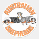 Sök efter australian shepherd klistermärken Hund