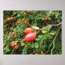 Sök efter saftigt posters Natur
