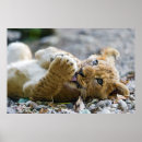 Sök efter lions Lion cub