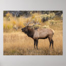 Sök efter adam posters Cervus canadensis