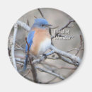 Sök efter bluebirds magneter Fåglar