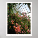 Sök efter bougainvillea posters Trädgård