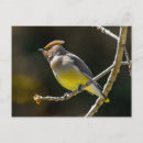 Sök efter fotografera vykort Fotografi