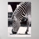 Sök efter sebra posters Zoo
