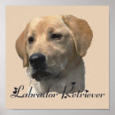 Sök efter gul labrador retriever posters Hund