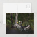 Sök efter bläckfisk fotografi Fotografi av vilda djur