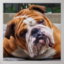 Sök efter doge posters Funny