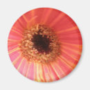 Sök efter gerbera magneter Röd