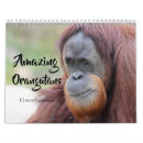 Sök efter orangutan fotografi Zoo