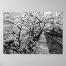 Sök efter sakura konst Fotografi